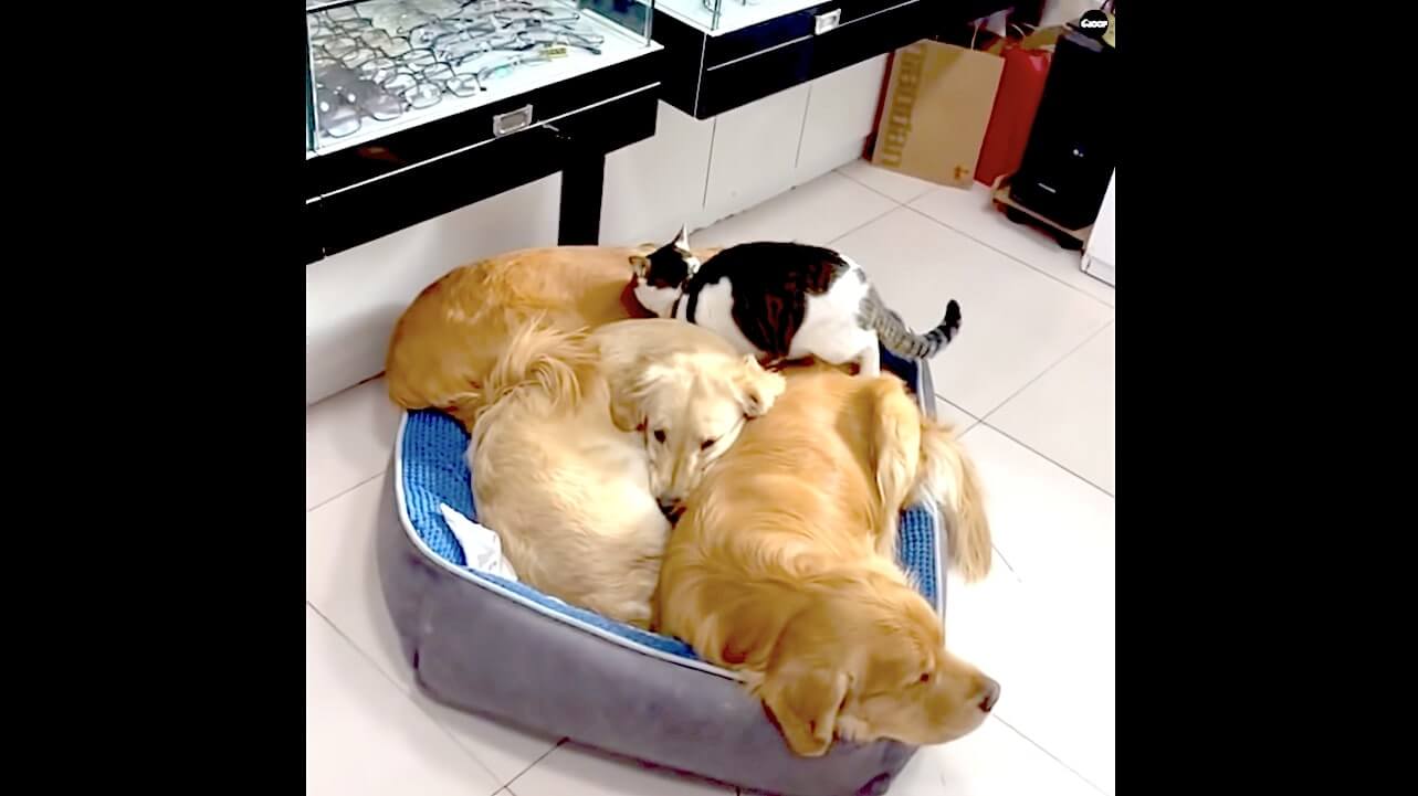 ゴールデンレトリーバー,動画