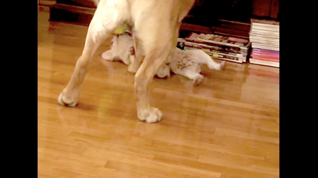 ラブラドールレトリーバー,動画