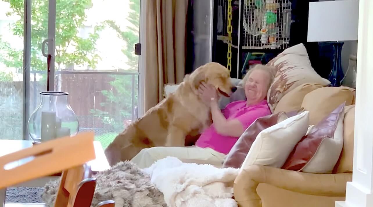 ゴールデンレトリーバー,動画