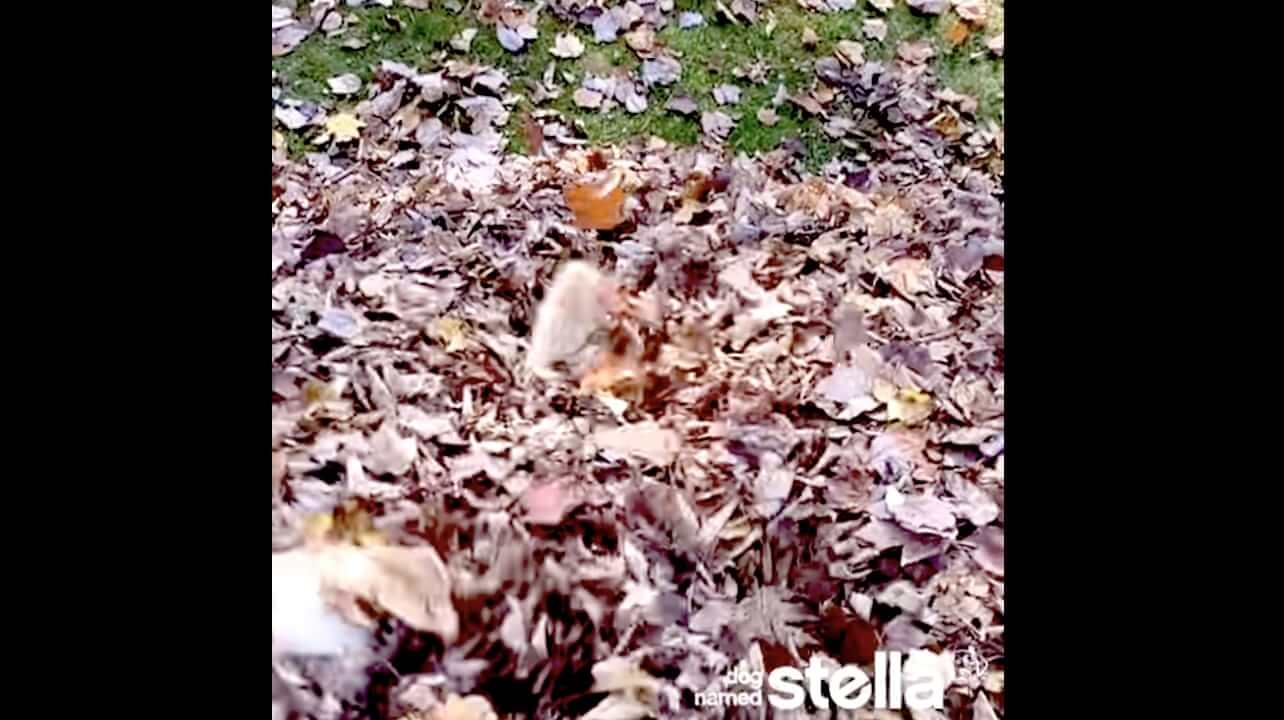 ラブラドールレトリーバー,動画