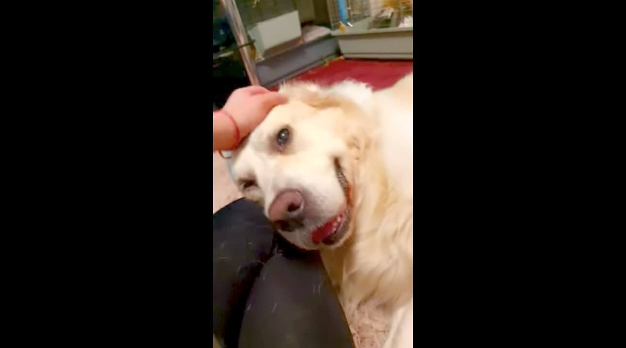 ゴールデンレトリーバー,動画