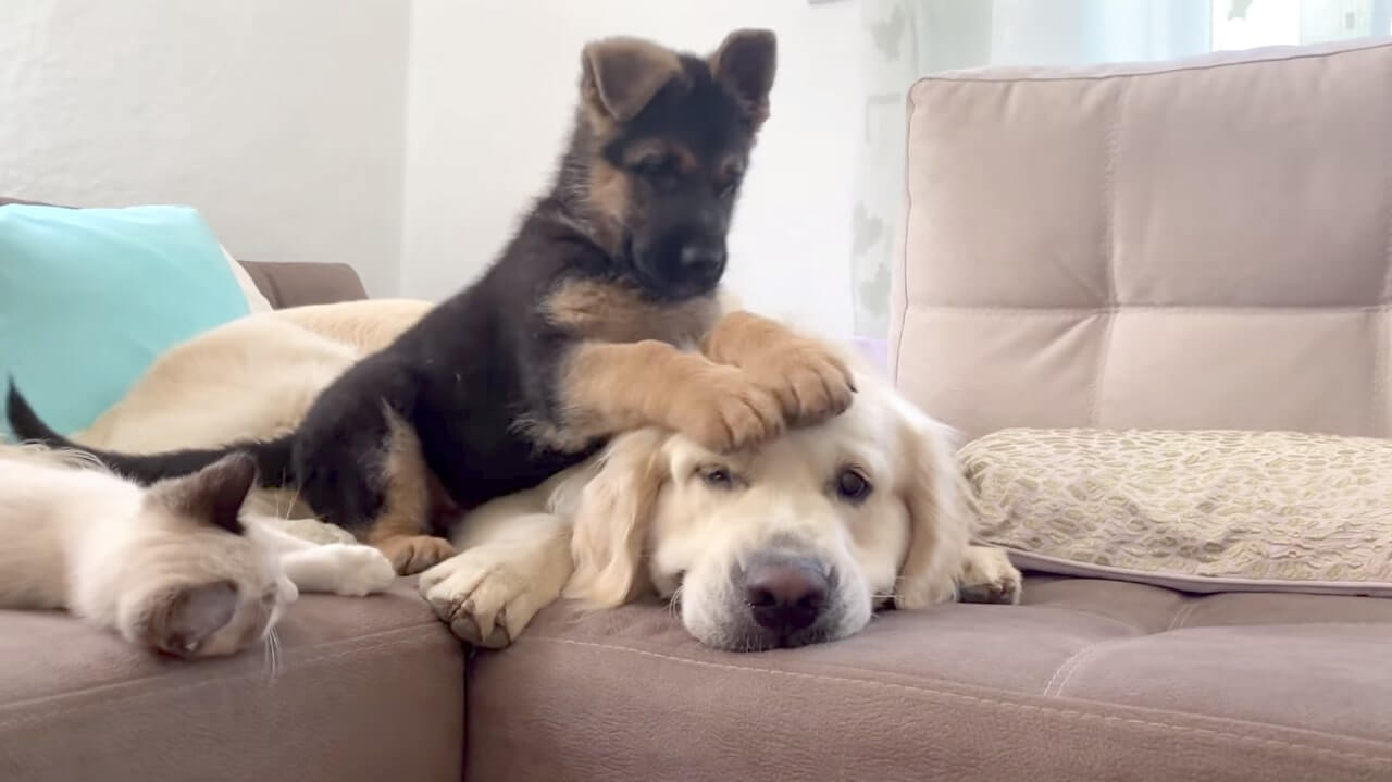 ゴールデンレトリーバー,動画