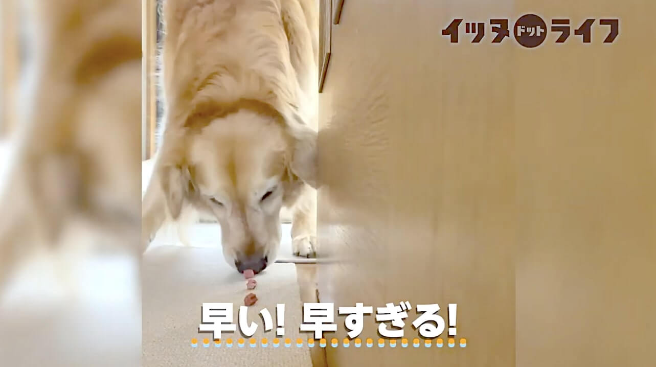 ゴールデン,動画,イッヌドットライフ