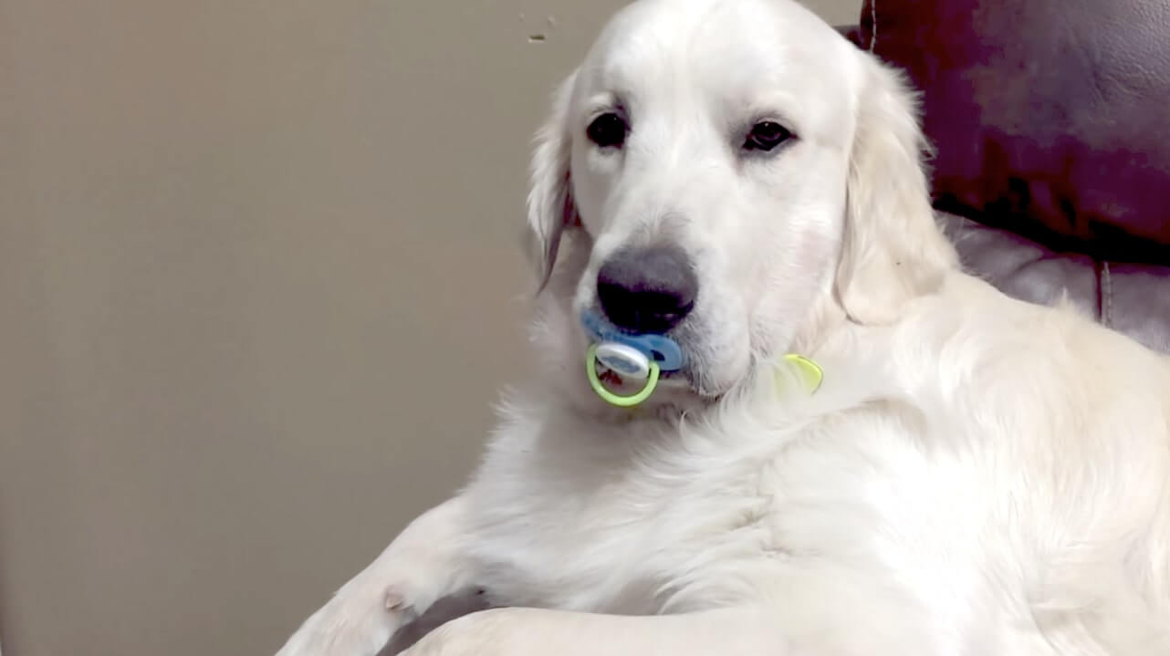 ゴールデンレトリーバー,動画