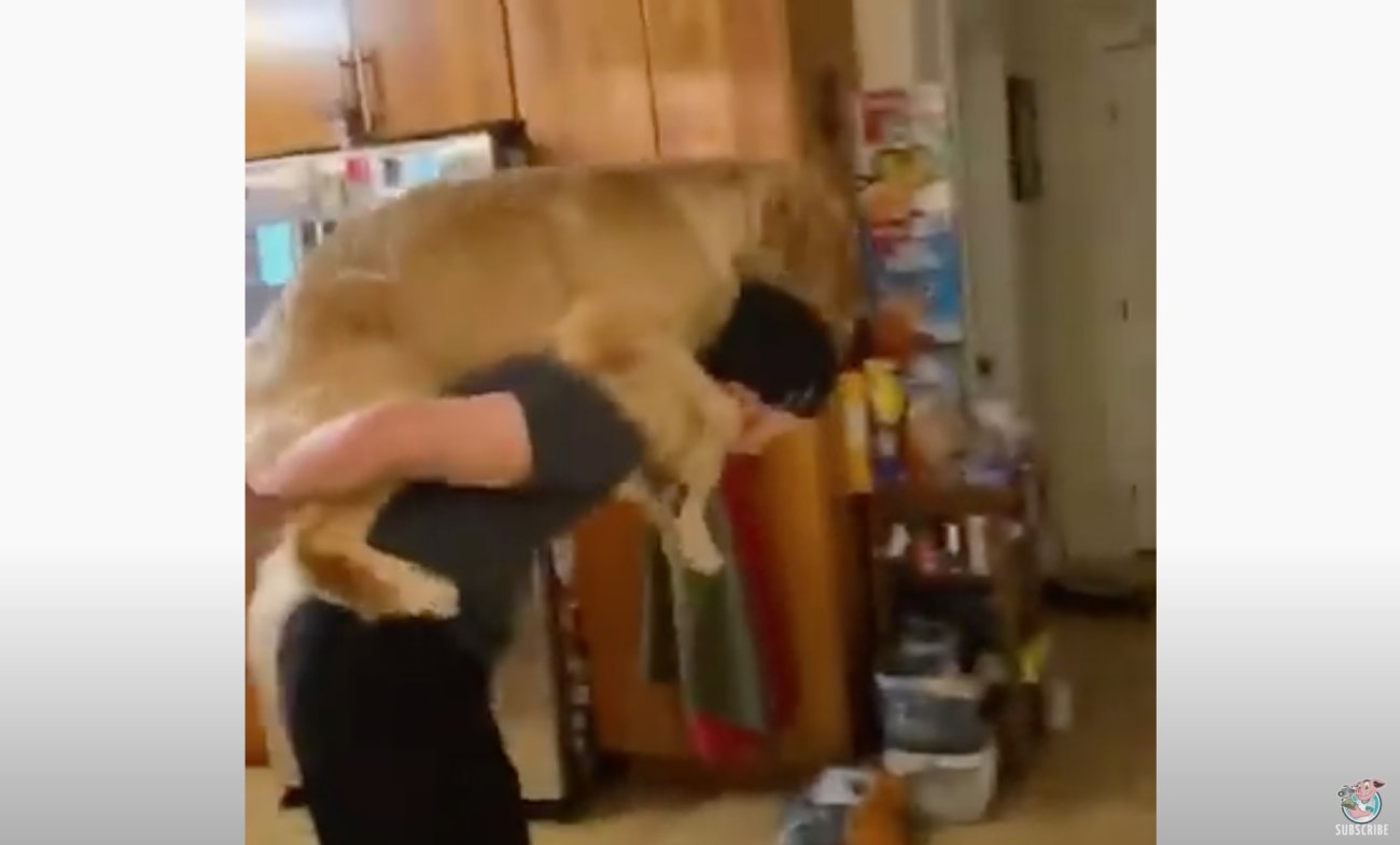 ゴールデンレトリーバー,動画