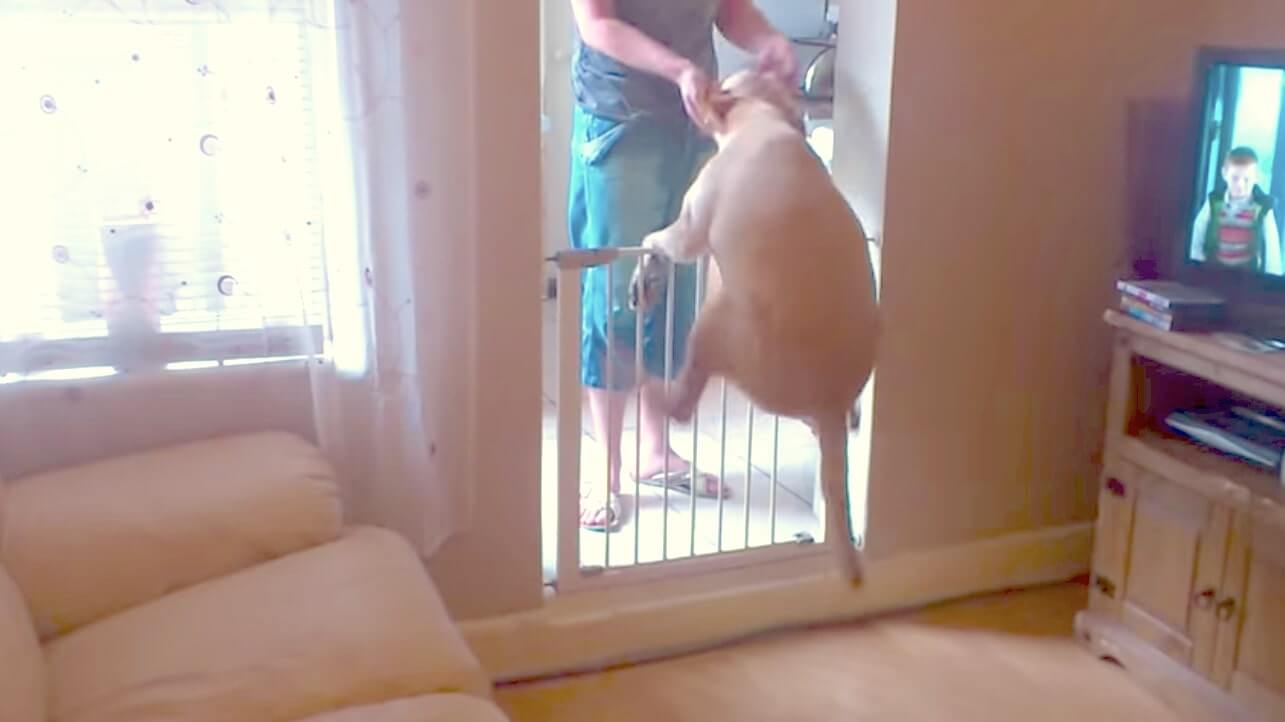 ラブラドールレトリーバー,動画