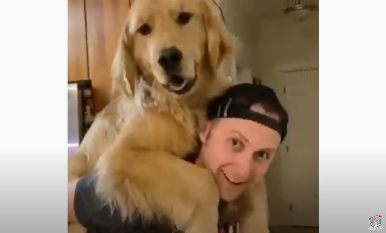 ゴールデンレトリーバー,動画