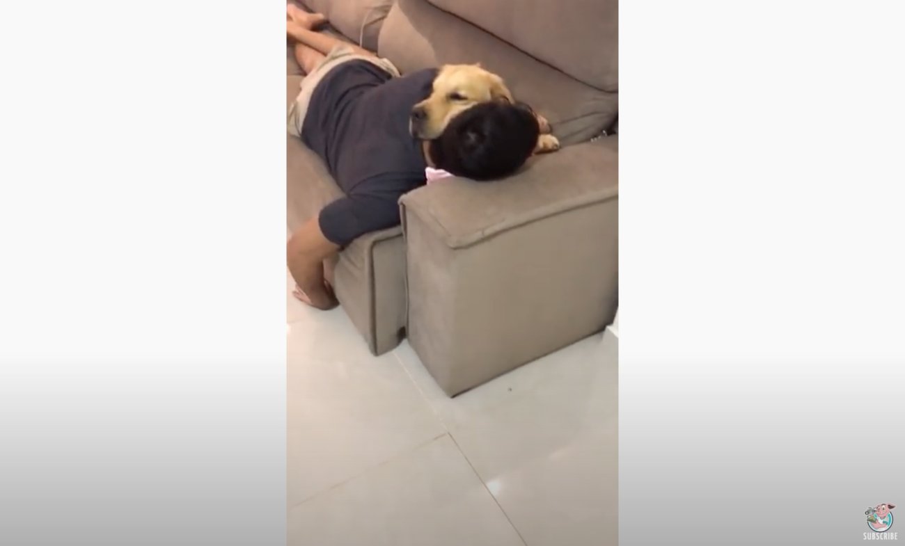 ゴールデンレトリーバー,動画