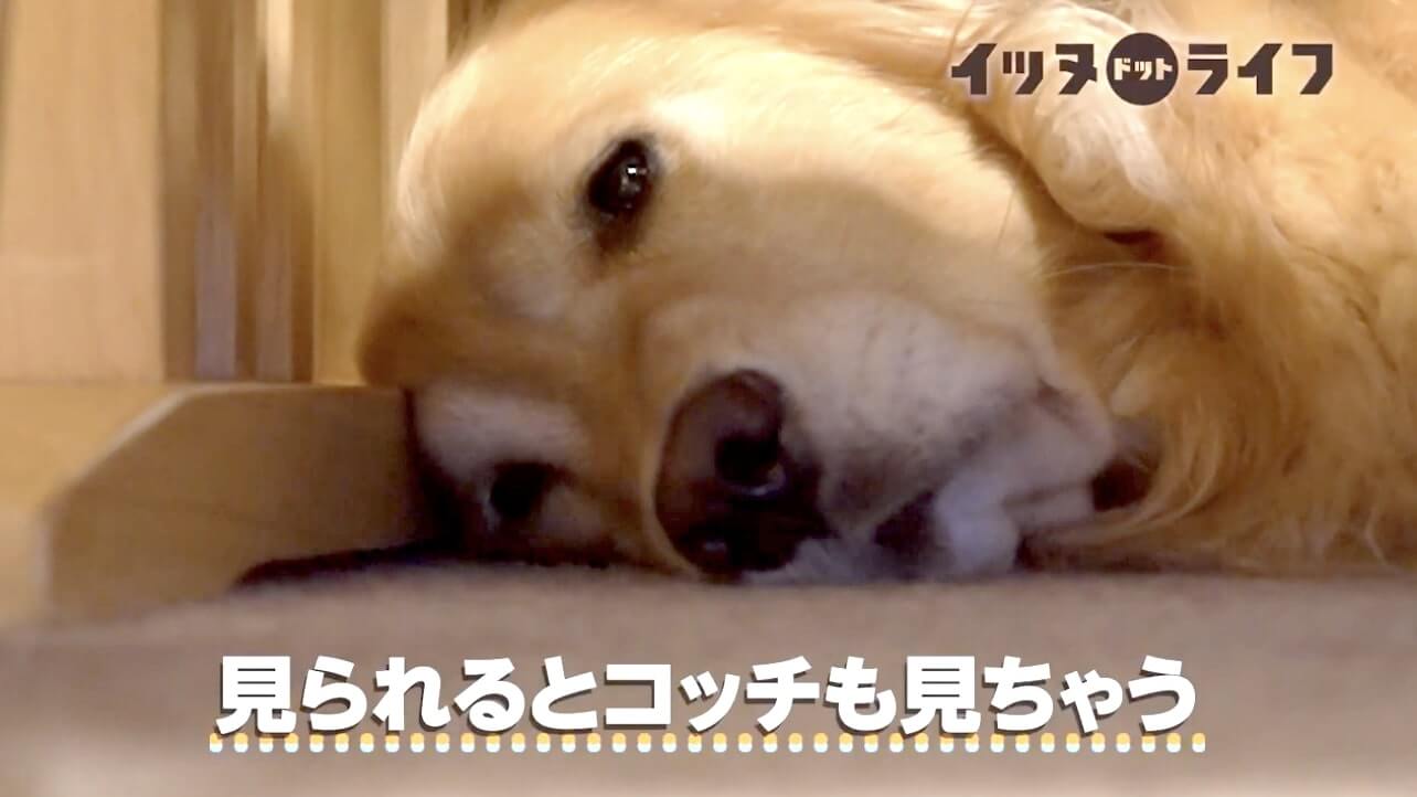 ゴールデン,動画,イッヌドットライフ