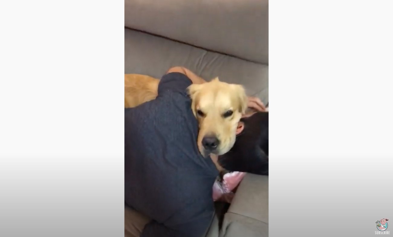 ゴールデンレトリーバー,動画