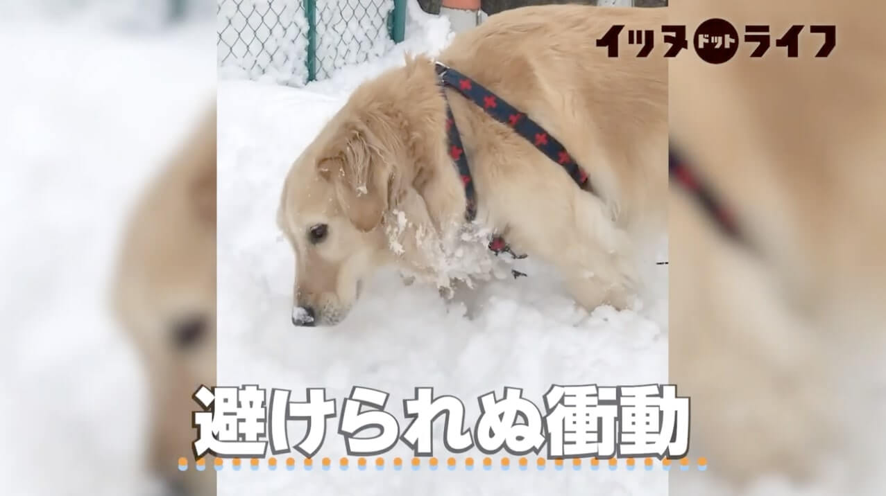 ゴールデン,動画,イッヌドットライフ