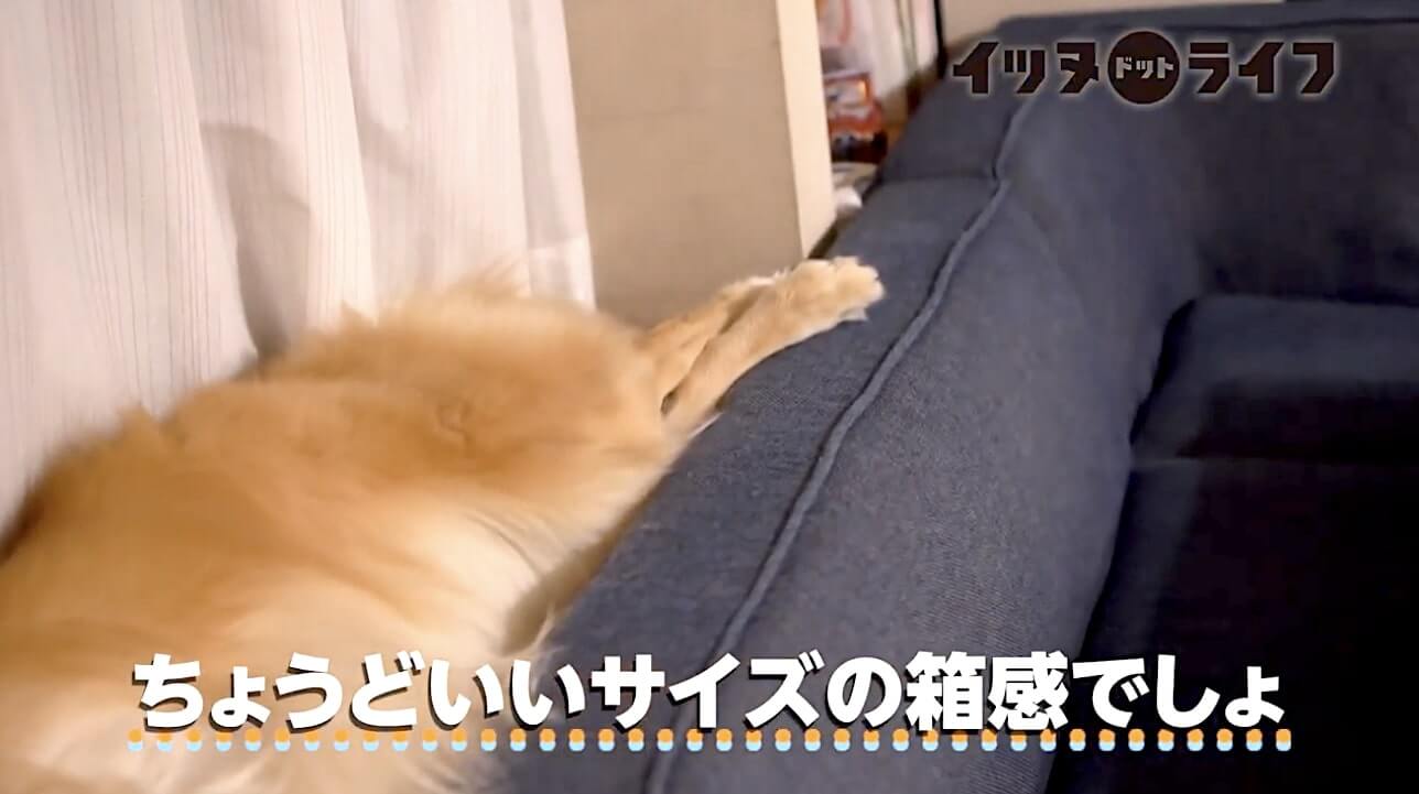 ゴールデン,動画,イッヌドットライフ