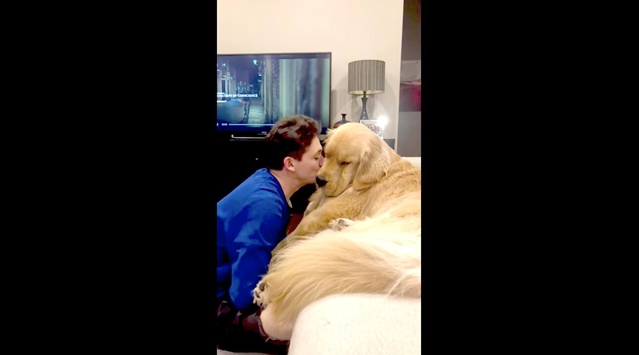 ゴールデンレトリーバー,動画