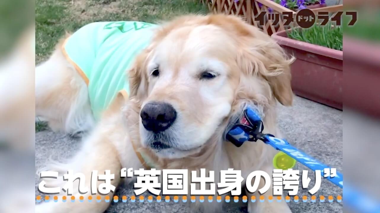 ゴールデン,動画,イッヌドットライフ