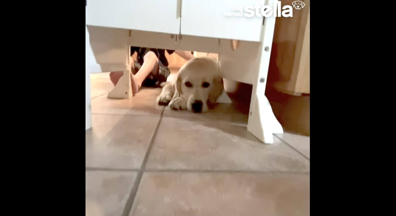 ラブラドールレトリーバー,動画