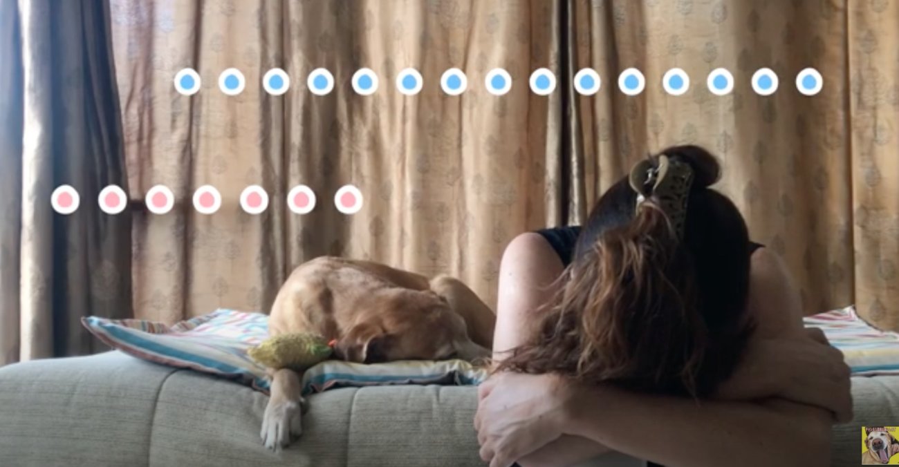 ラブラドールレトリーバー,動画