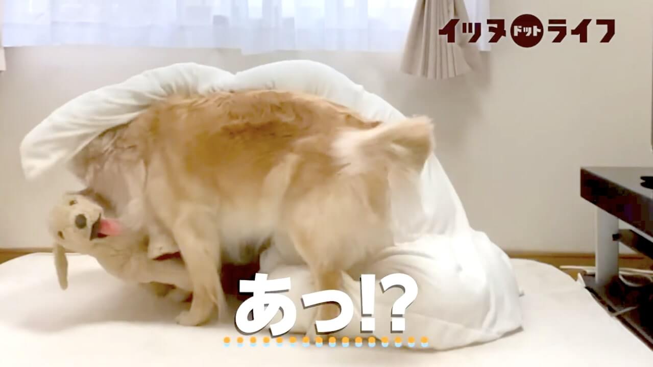 ゴールデン,動画,イッヌドットライフ