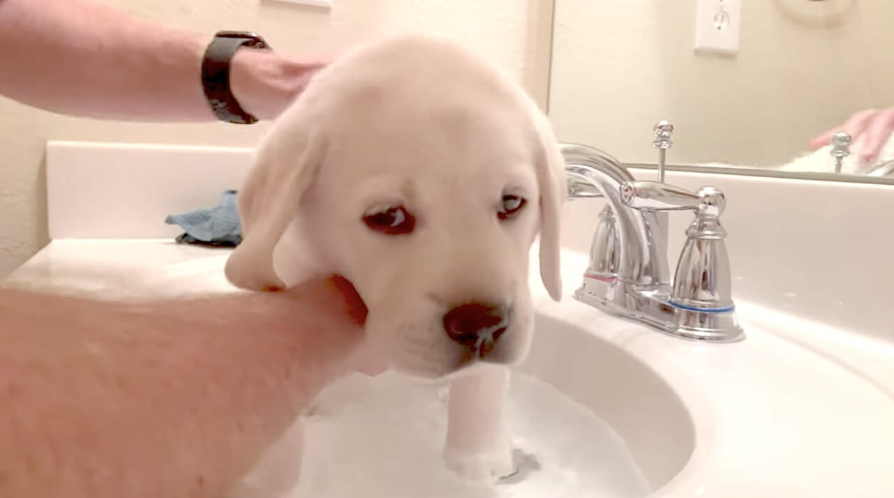 ラブラドールレトリーバー,動画