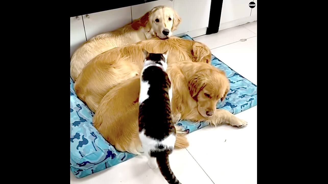 ゴールデンレトリーバー,動画