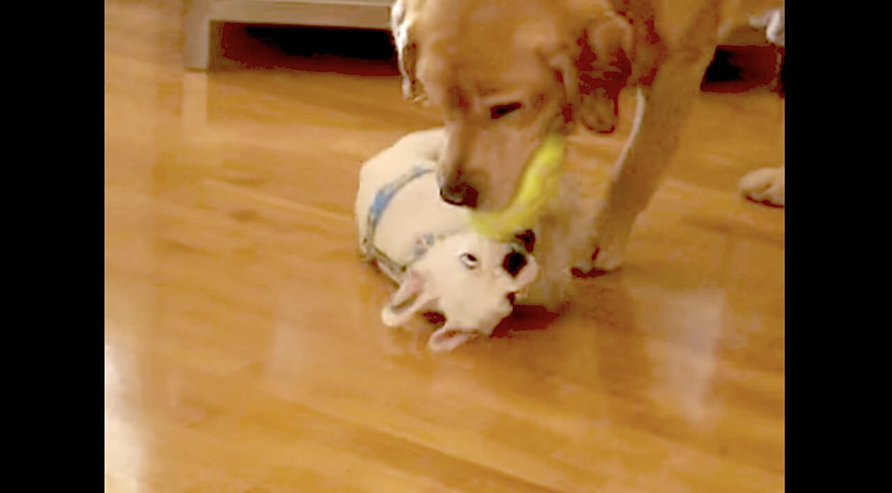 ラブラドールレトリーバー,動画