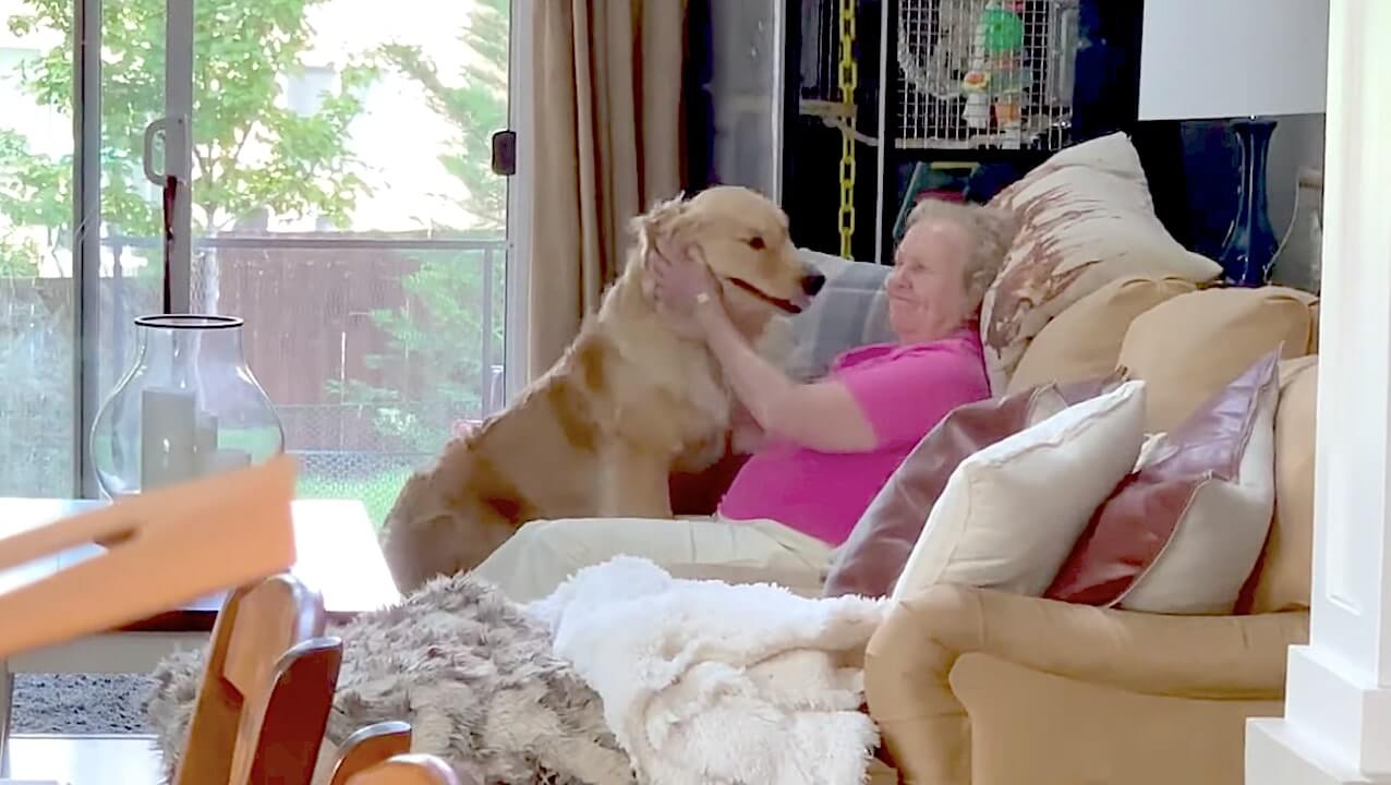 ゴールデンレトリーバー,動画