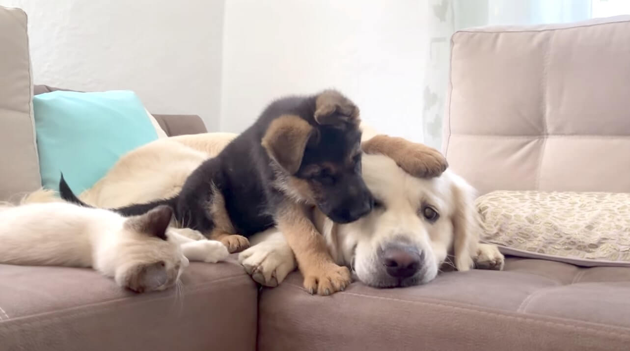 ゴールデンレトリーバー,動画