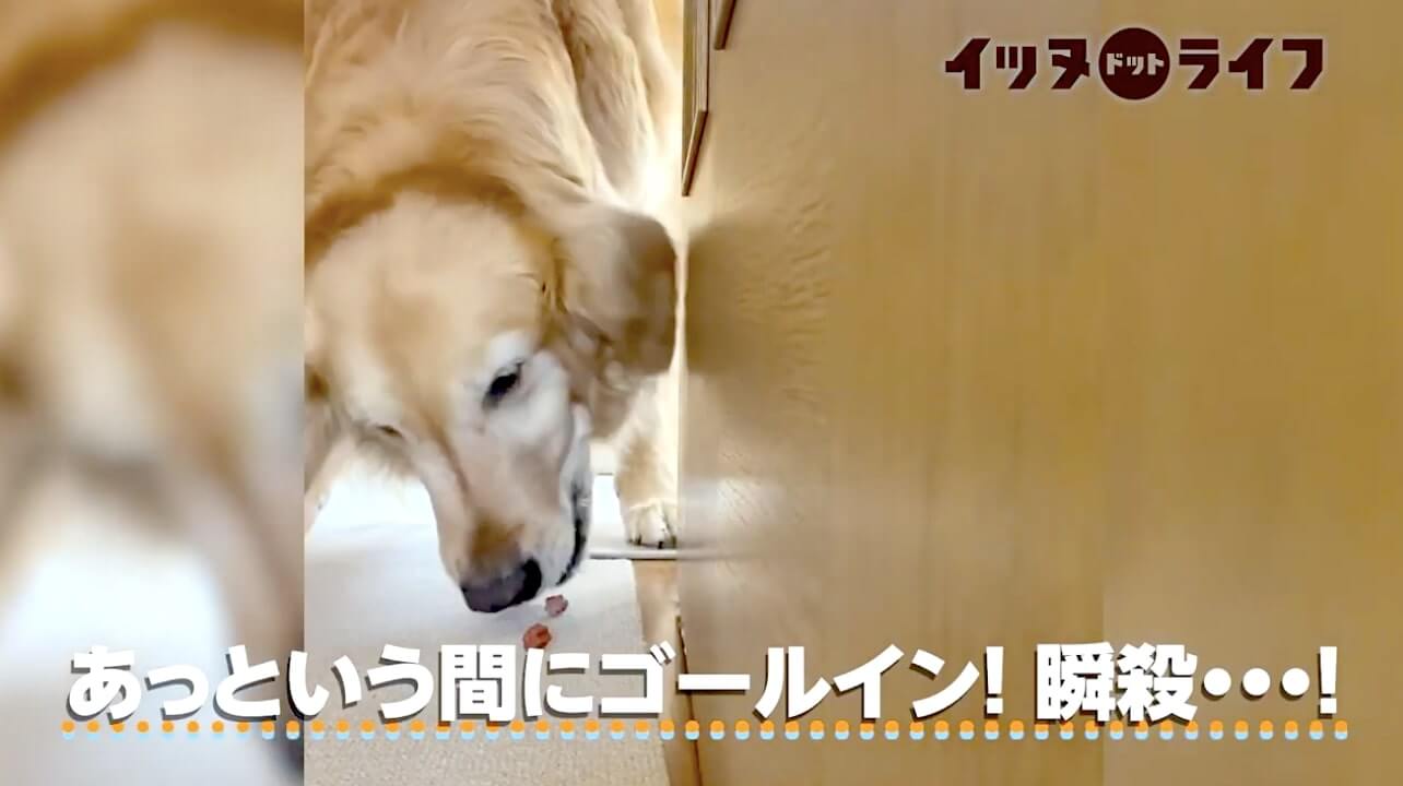 ゴールデン,動画,イッヌドットライフ