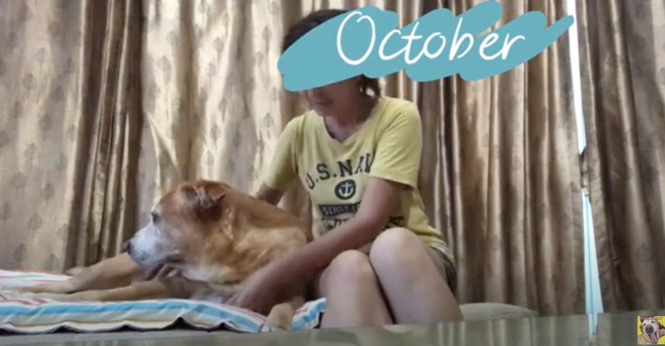 ラブラドールレトリーバー,動画