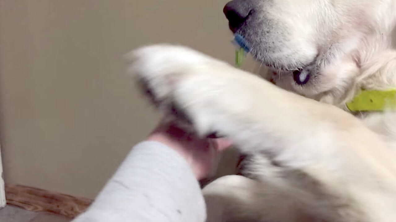 ゴールデンレトリーバー,動画