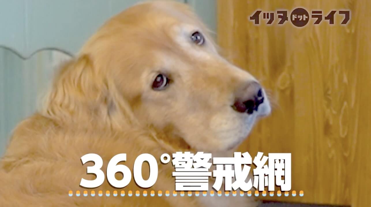 ゴールデン,動画,イッヌドットライフ