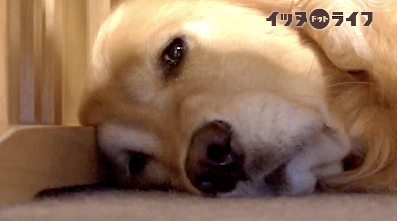 ゴールデン,動画,イッヌドットライフ