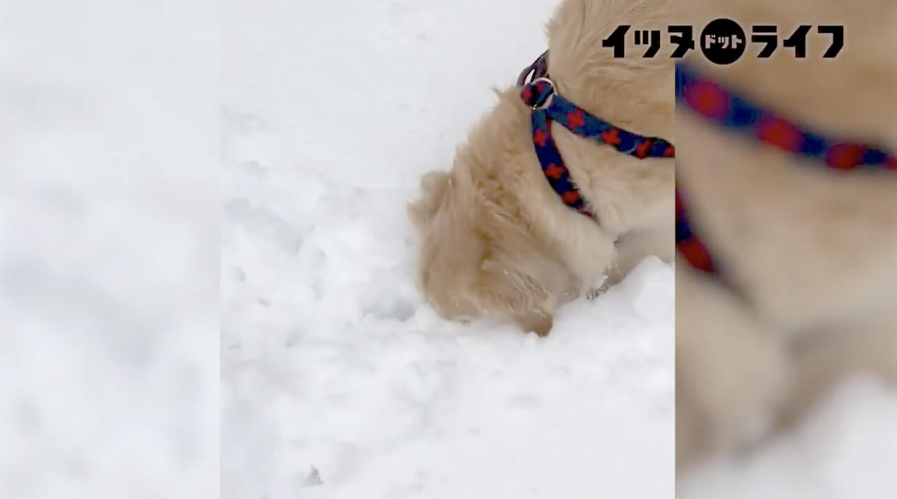 ゴールデン,動画,イッヌドットライフ