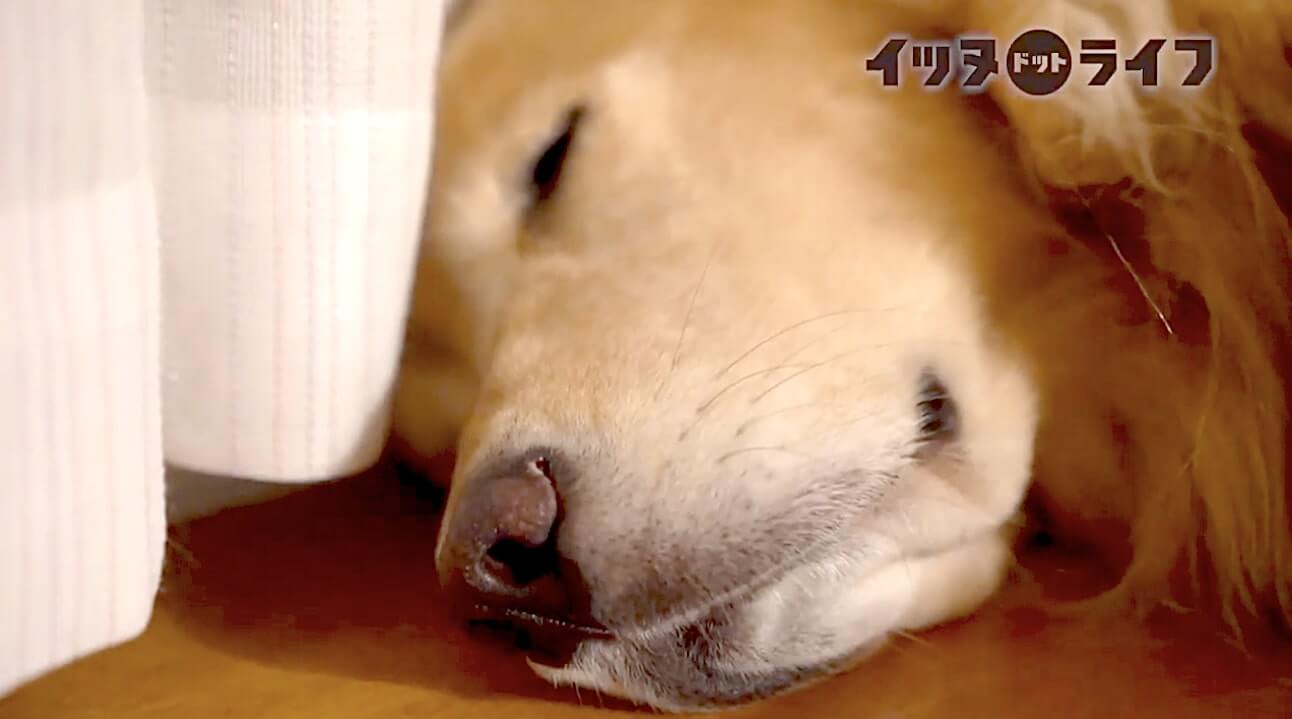 ゴールデン,動画,イッヌドットライフ