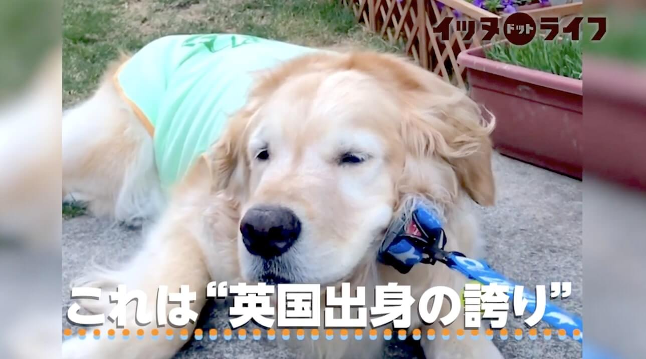 ゴールデン,動画,イッヌドットライフ