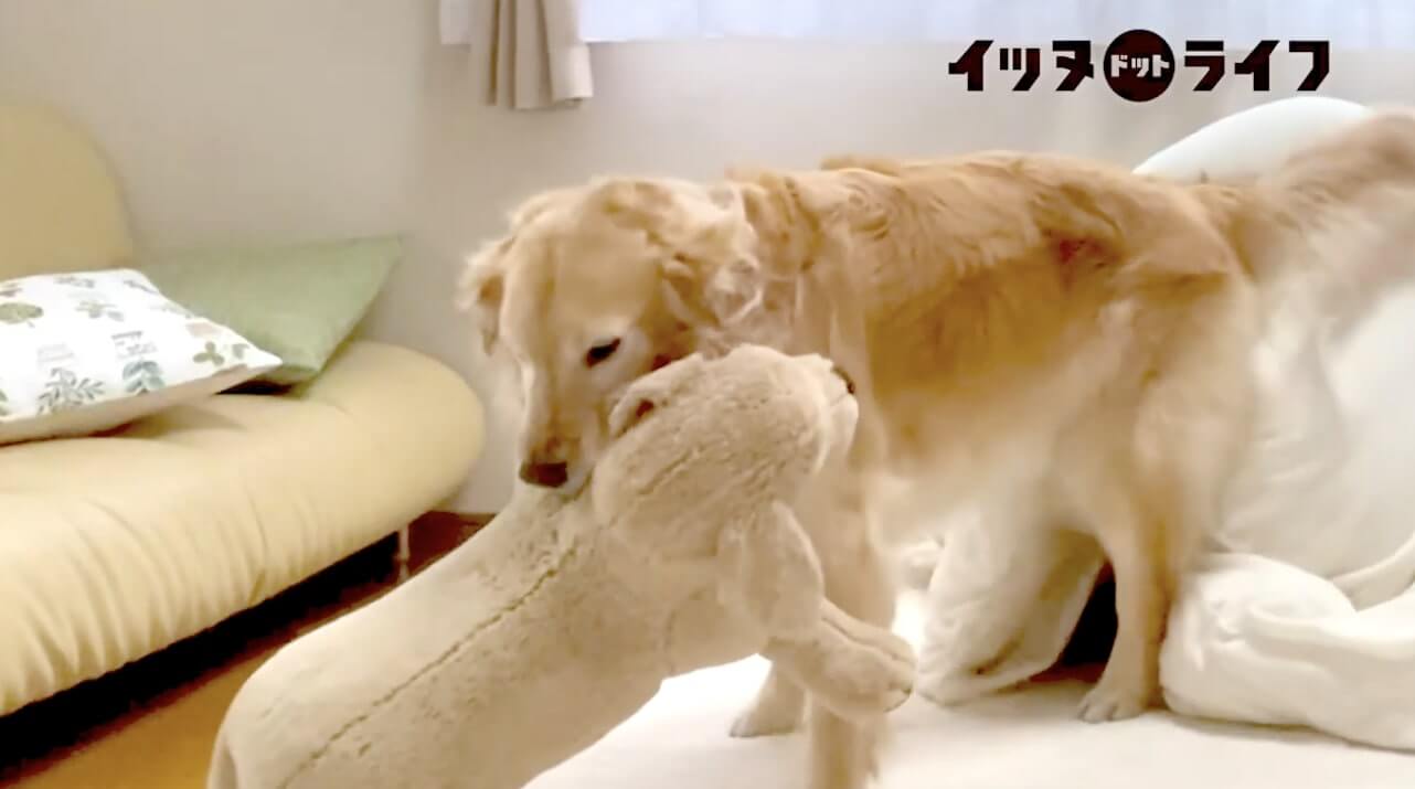 ゴールデン,動画,イッヌドットライフ