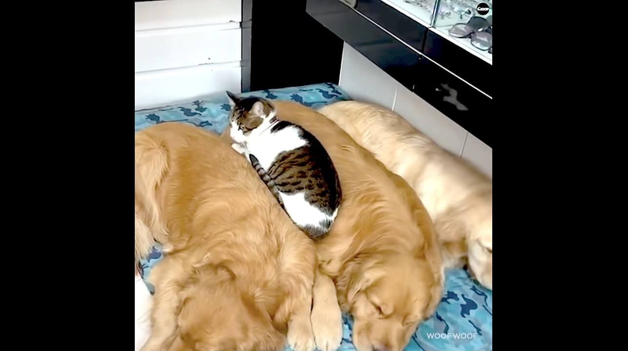 ゴールデンレトリーバー,動画