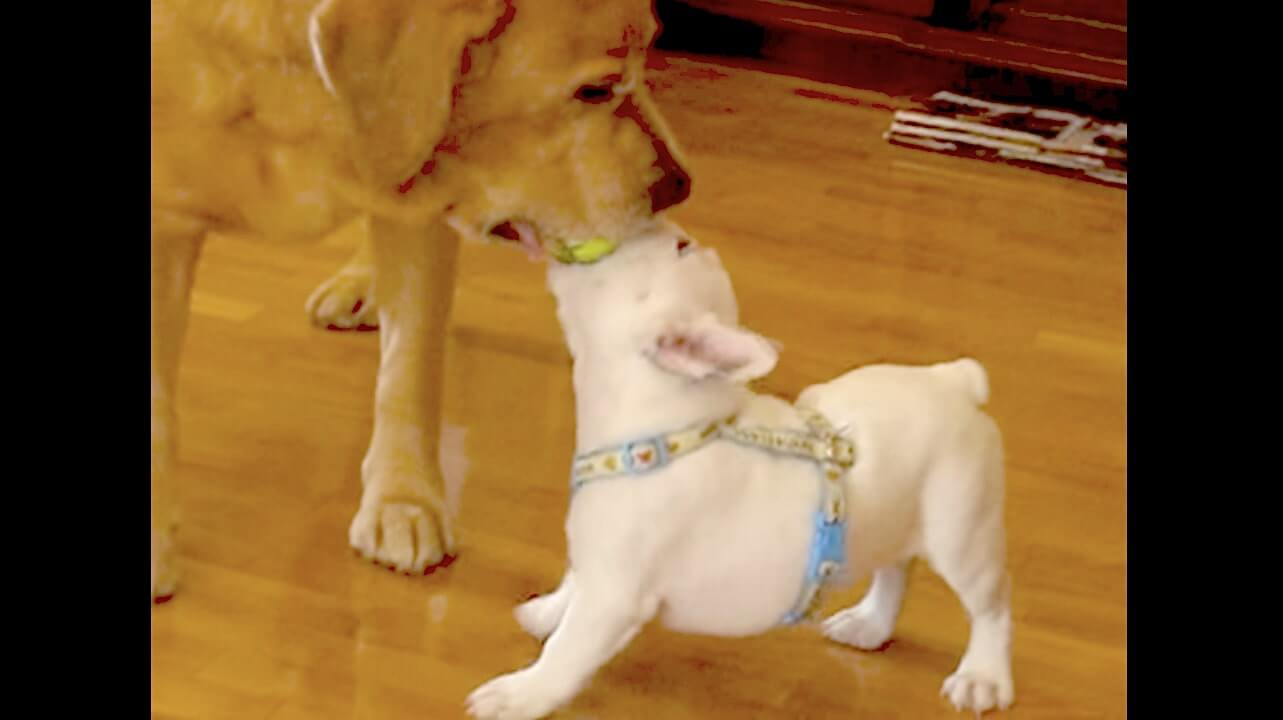 ラブラドールレトリーバー,動画