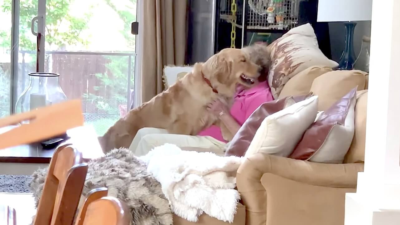 ゴールデンレトリーバー,動画