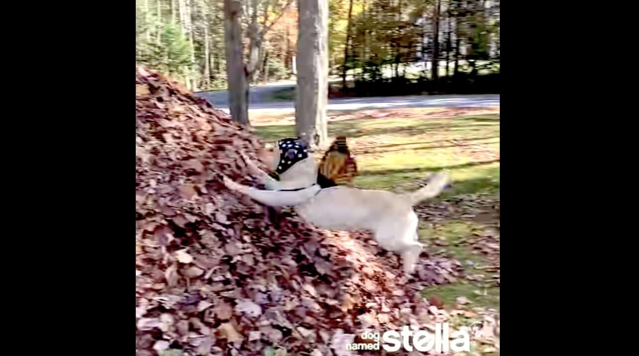 ラブラドールレトリーバー,動画