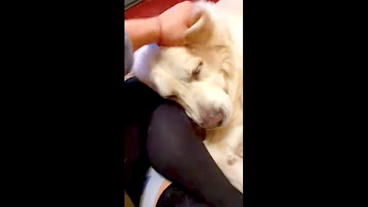 ゴールデンレトリーバー,動画