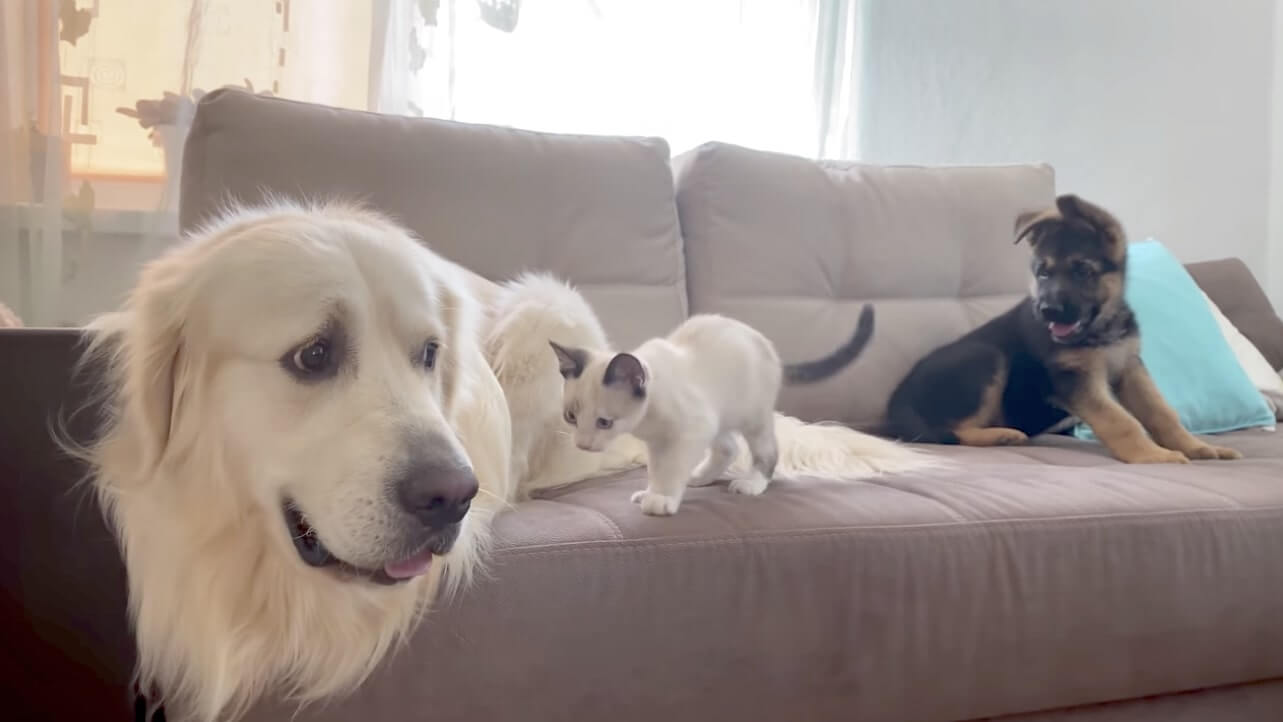 ゴールデンレトリーバー,動画