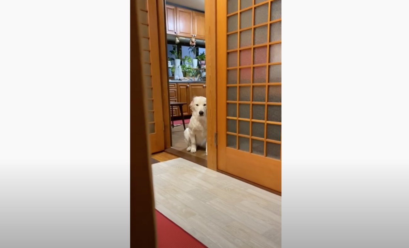 ゴールデンレトリーバー,動画