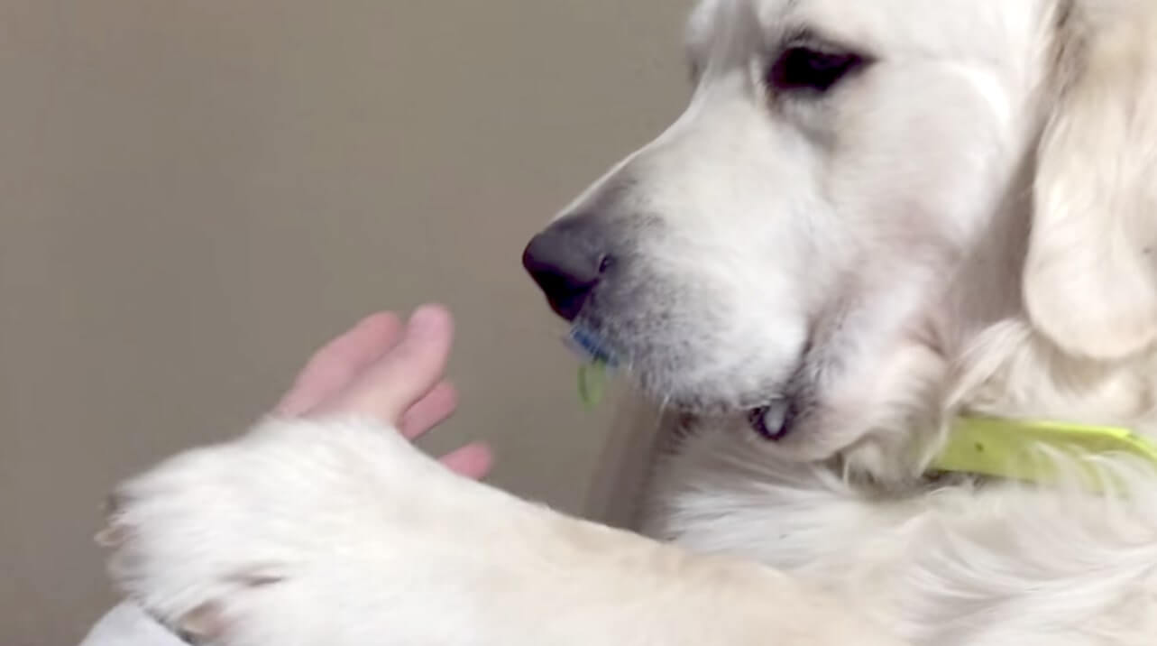 ゴールデンレトリーバー,動画