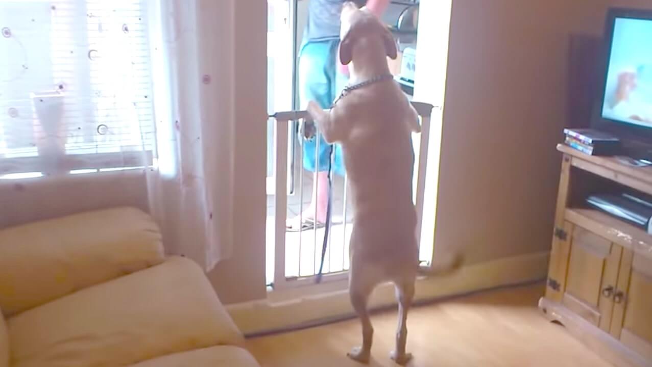 ラブラドールレトリーバー,動画