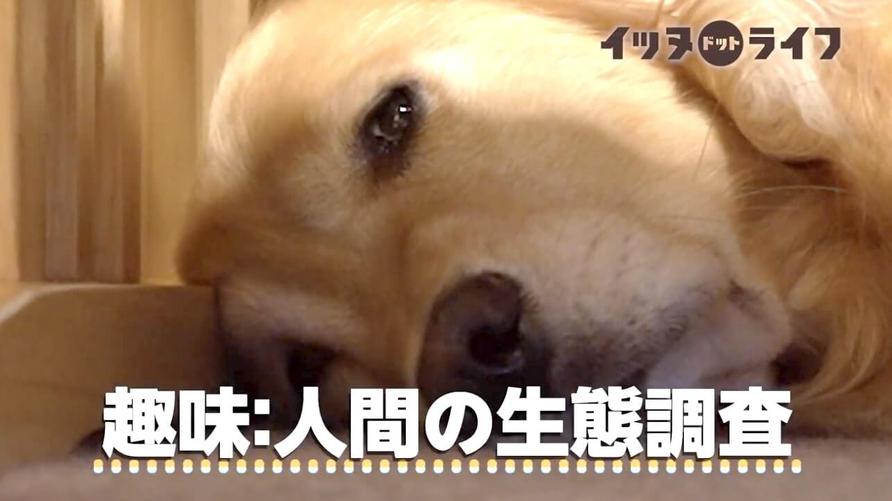 ゴールデン,動画,イッヌドットライフ