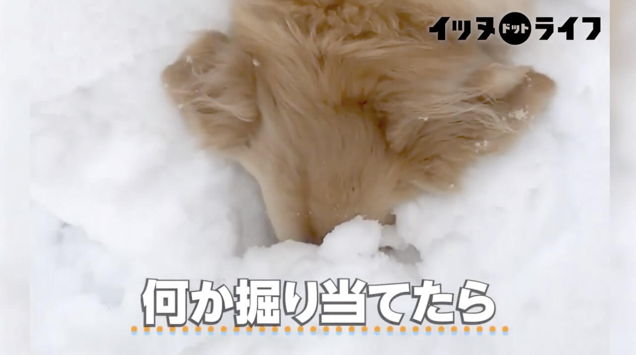 ゴールデン,動画,イッヌドットライフ