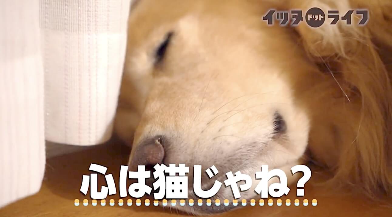 ゴールデン,動画,イッヌドットライフ