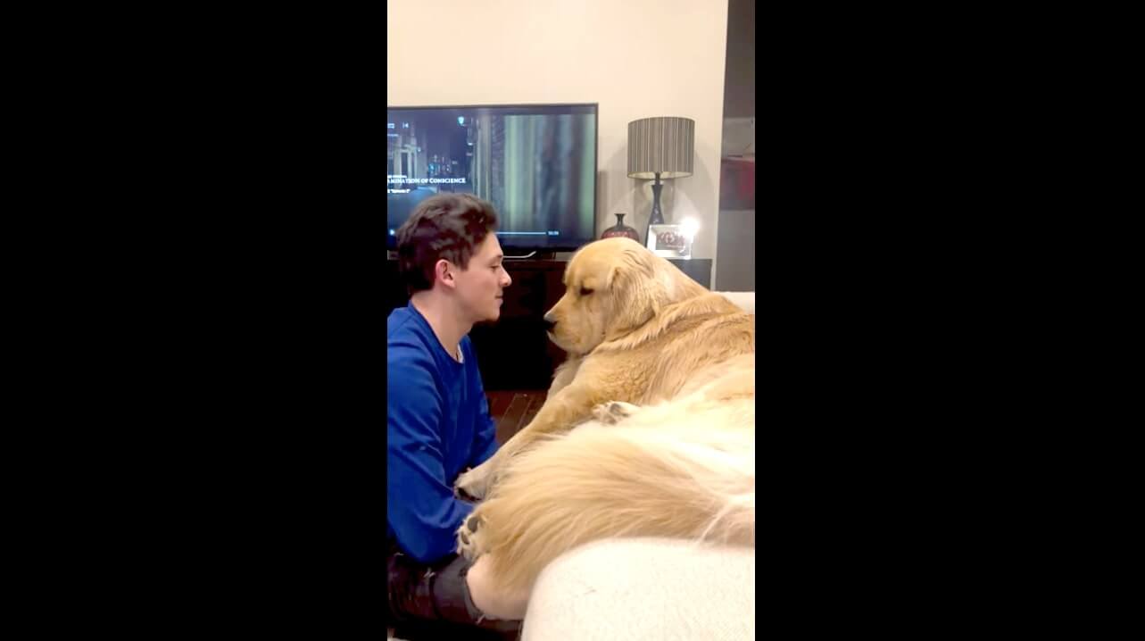 ゴールデンレトリーバー,動画