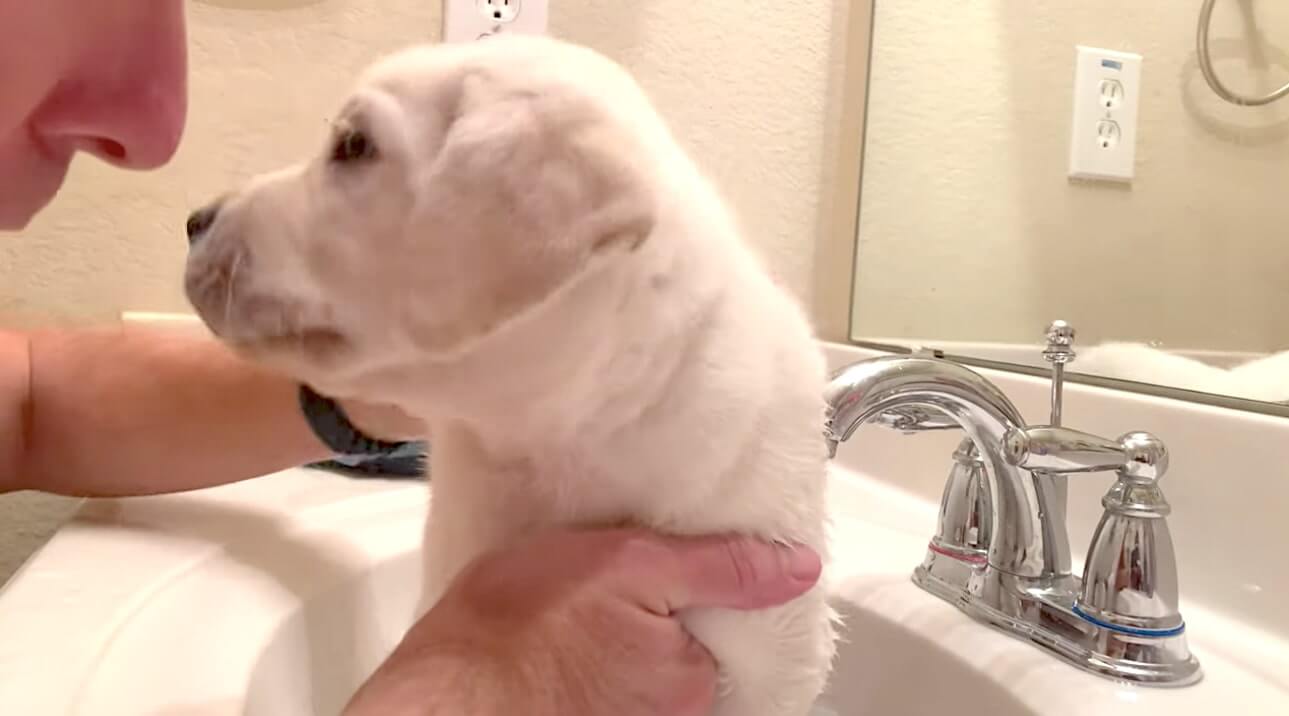 ラブラドールレトリーバー,動画