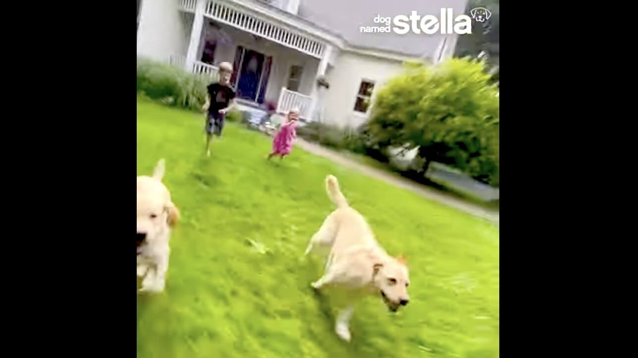 ラブラドールレトリーバー,動画